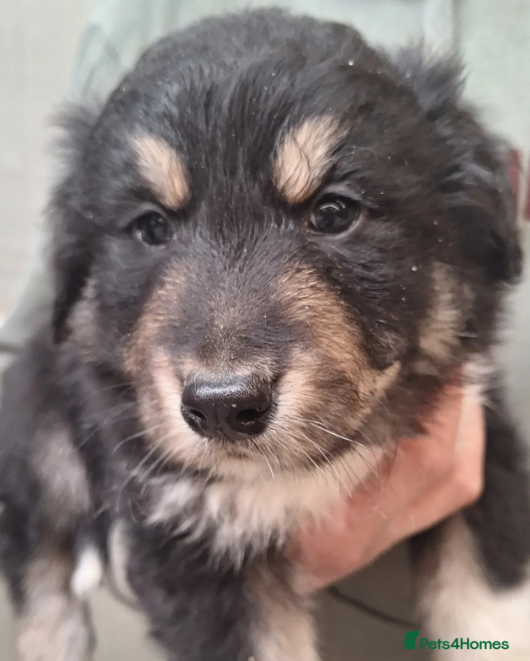 Mixed Breed dogs for sale: Retriever X Collie Pups - Advert 2