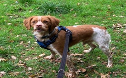 Brittany Spaniel dogs for adoption: Handsome, gentle, charming Marmalade in Surrey - Image 3