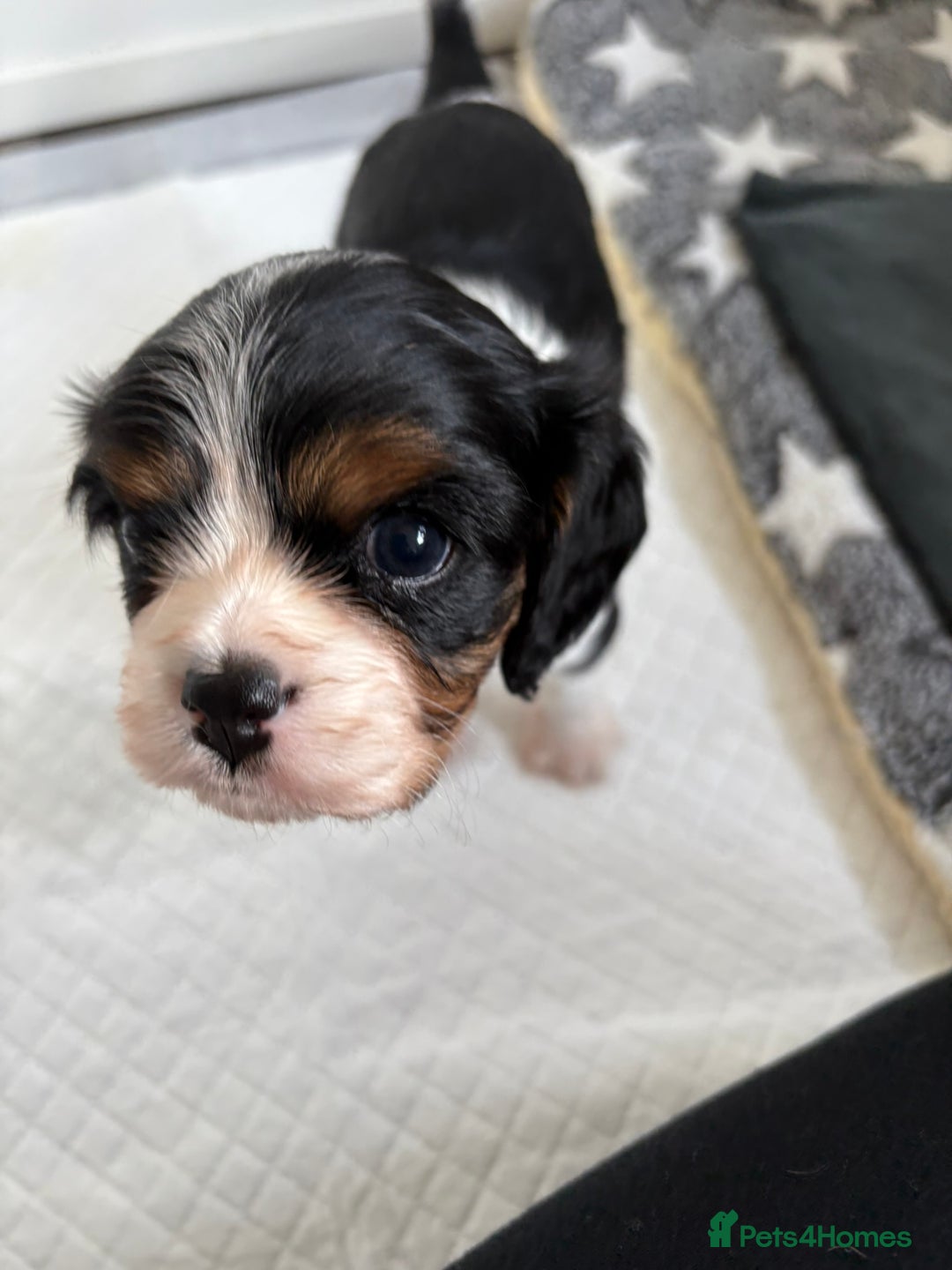 Cavalier King Charles Spaniel dogs for sale: DNA Health Tested Cavalier King Charles Puppies in Heathfield - Image 11