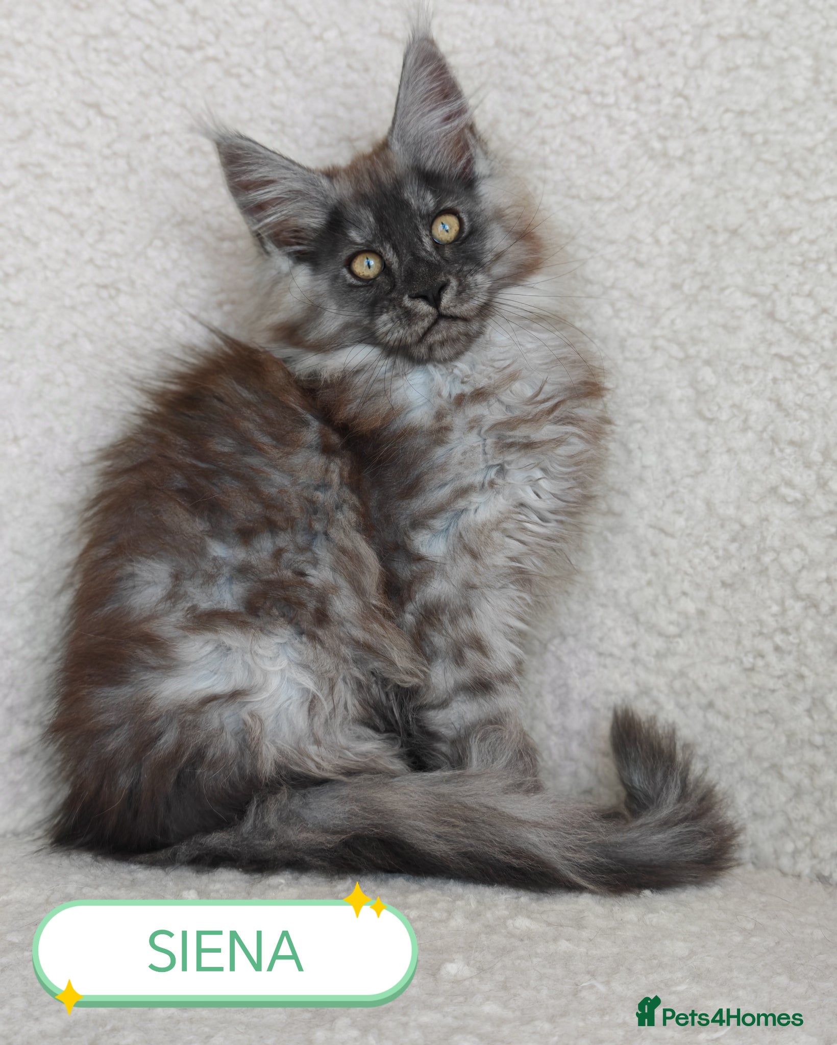 Maine Coon cats Full pedigree Maine coon kittens - Advert 1