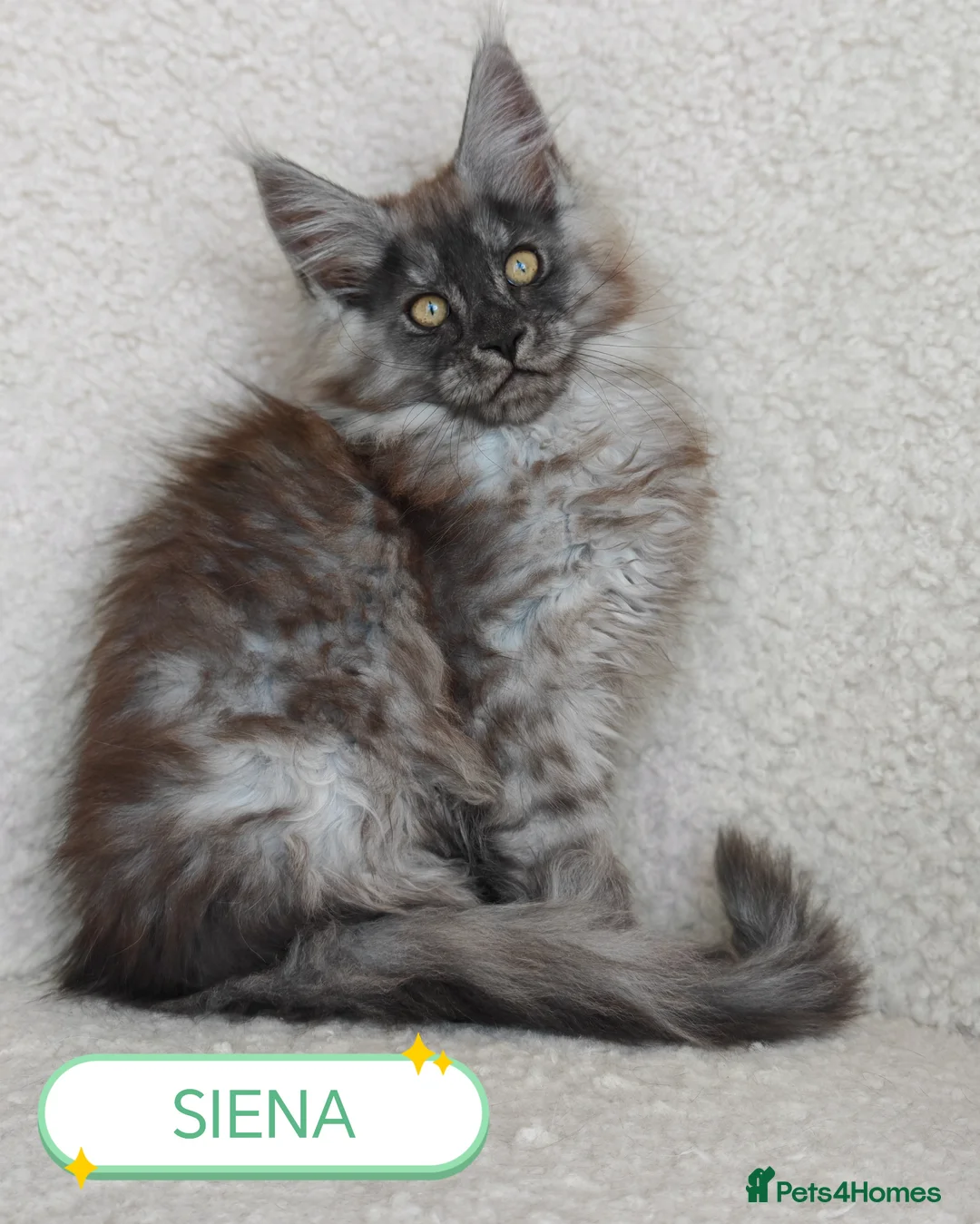 Maine Coon cats for sale: Full pedigree Maine coon kittens - Advert 1