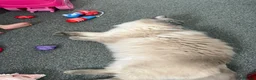 Ragdoll cats for sale: Beautiful 10 month old ragdoll boy - Advert 2