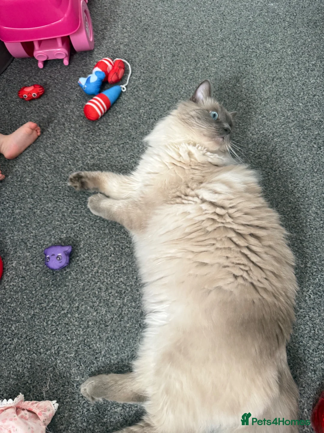 Ragdoll cats for sale: Beautiful 10 month old ragdoll boy - Advert 2