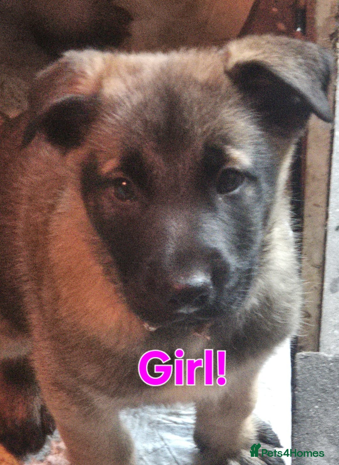 Belgian Shepherd Dog dogs for sale: Belgian malinois - Advert 19