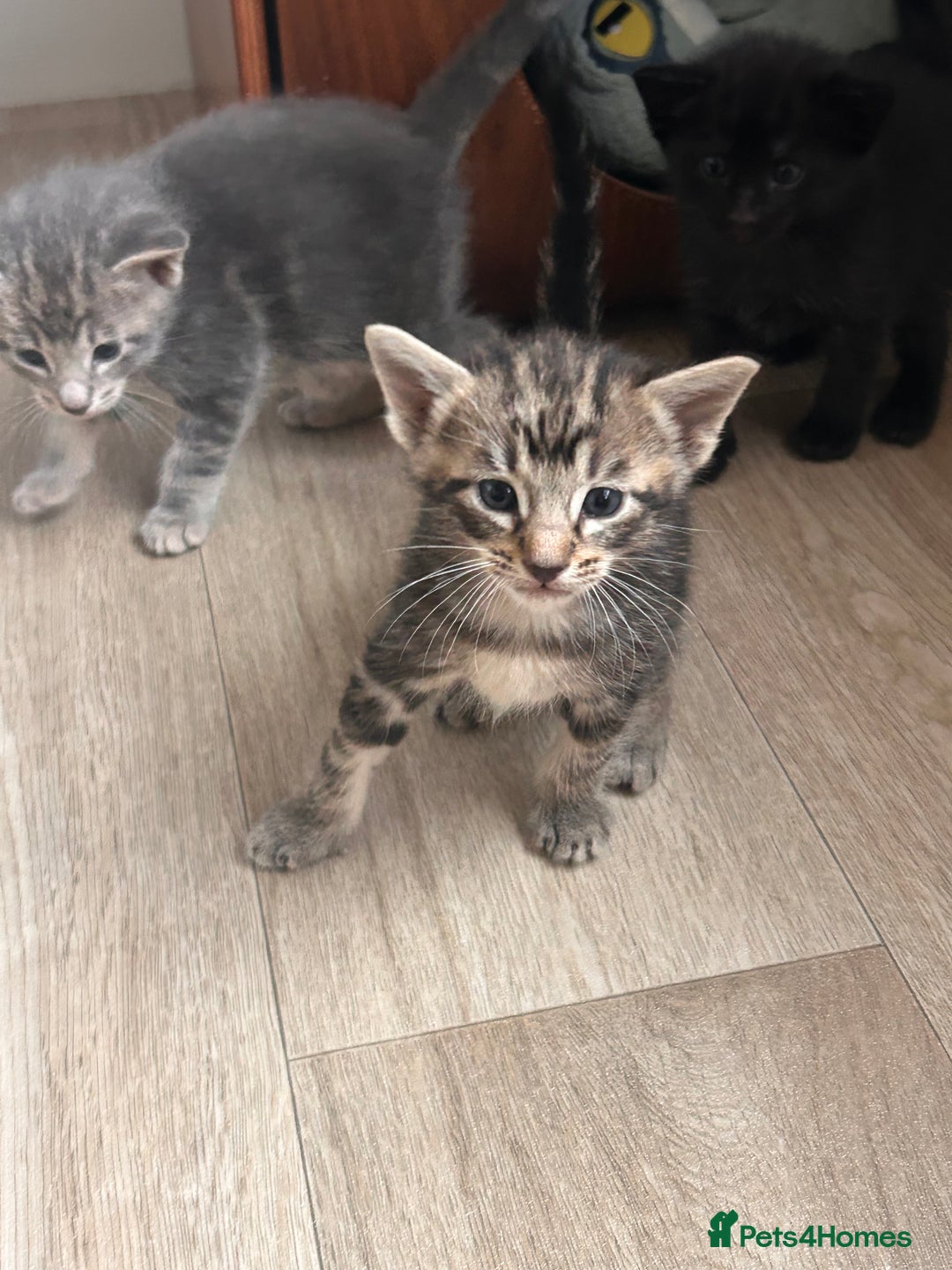 Oriental cats for sale: Oriental/ Siamese kittens  - Advert 10