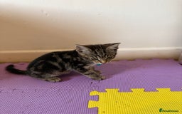 Domestic Shorthair cats for sale: 5 Kittens Looking For A Good Home - Image 20
