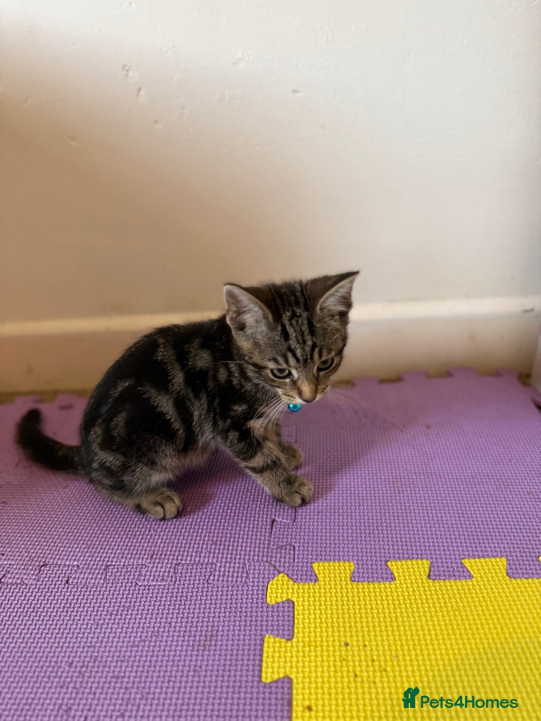 Domestic Shorthair cats for sale: 5 Kittens Looking For A Good Home - Image 20