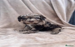 Cockapoo dogs for sale: Beautiful cockerpoo puppies F1  - Image 2