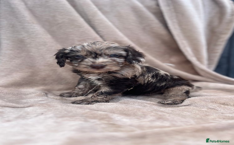 Cockapoo dogs - Advert 3