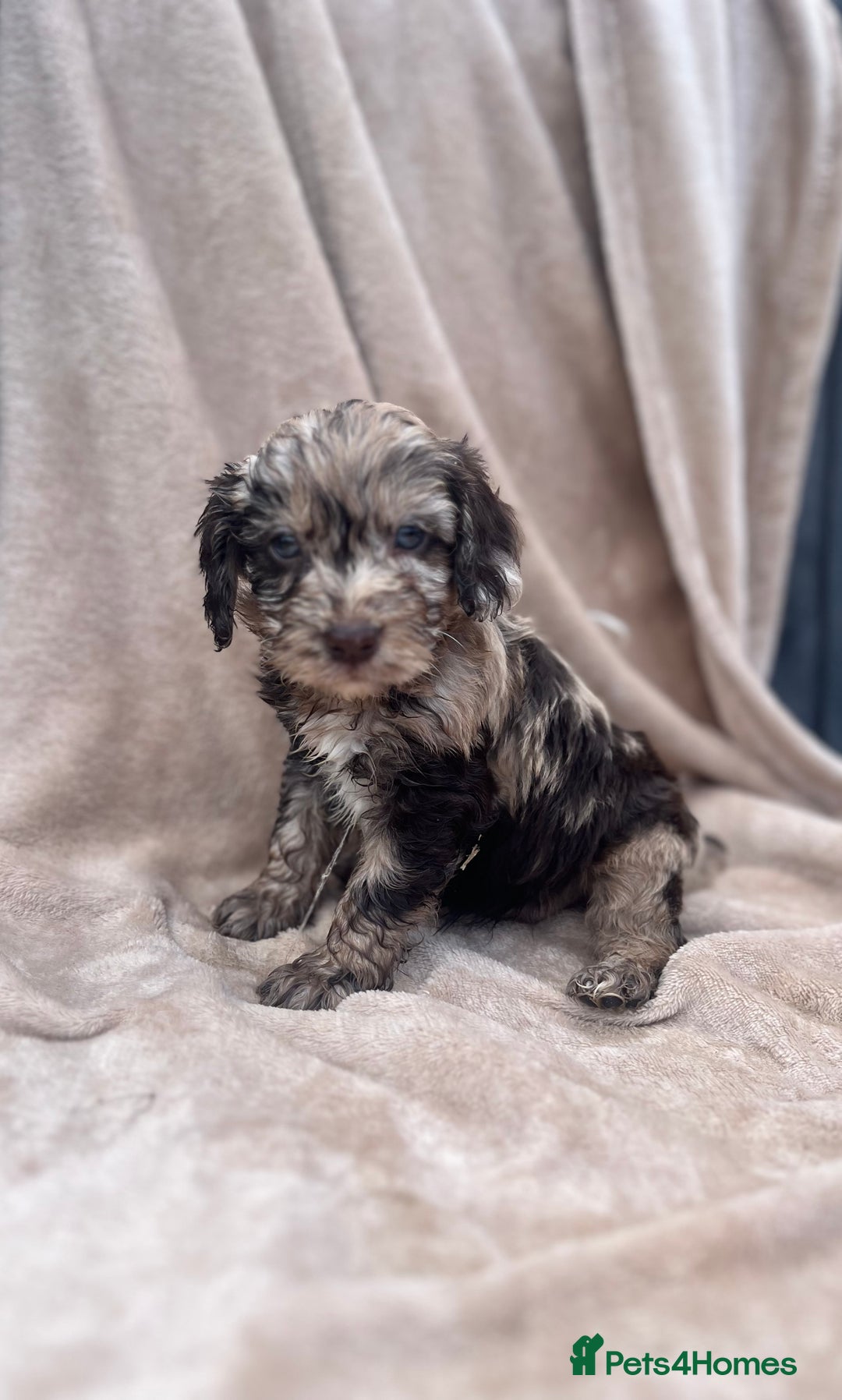 Cockapoo dogs for sale: Beautiful cockerpoo puppies F1  - Image 2