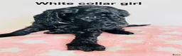 Cockapoo dogs for sale: Stunningly unique health/DNA tested Cockapoos  - Advert 10