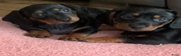 Dachshund dogs for stud: Blue Dachhund Proven Stud & Isabella cream stud, in Swansea - Advert 23