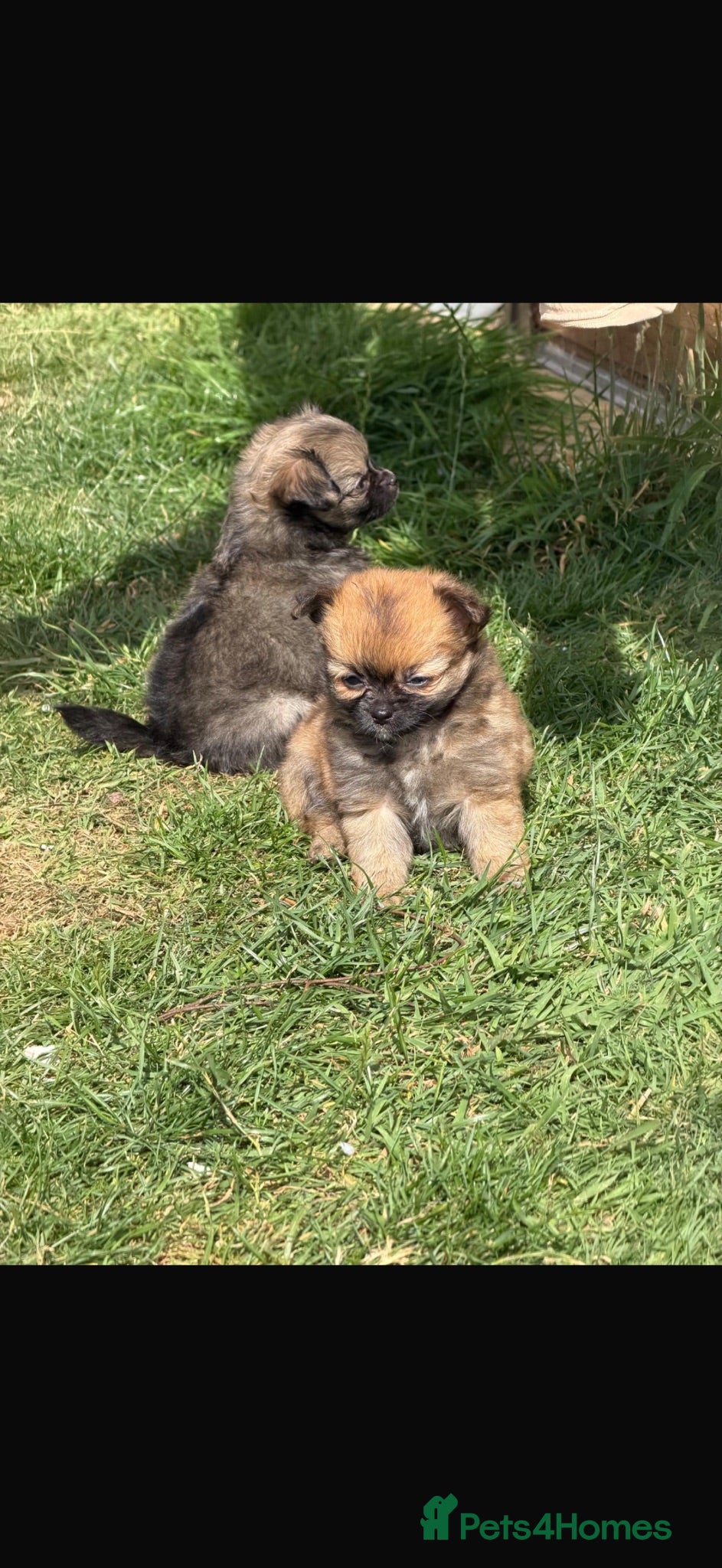 Pomchi dogs Tiny pomchis - Advert 12