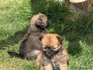 Pomchi dogs Tiny pomchis - Advert 12