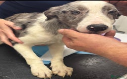 Border Collie dogs for sale: 7 Gorgeous Border Collie Pups - Image 6