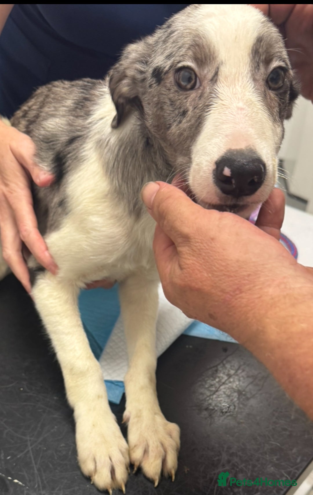 Border Collie dogs for sale: 7 Gorgeous Border Collie Pups - Image 6
