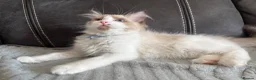 Ragdoll cats for sale: 4 Handsome boy Pure Ragdolls - Advert 5