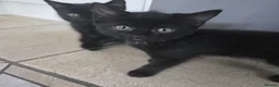 Mixed Breed cats for sale: Cute Fluffy Black Kittens Looking for Homes 🐈‍⬛🖤 - Advert 12