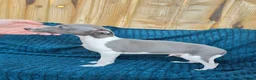 Whippet dogs for sale: 🐾 Beautiful Whippet Puppies Ready Now 🐾 - Advert 7