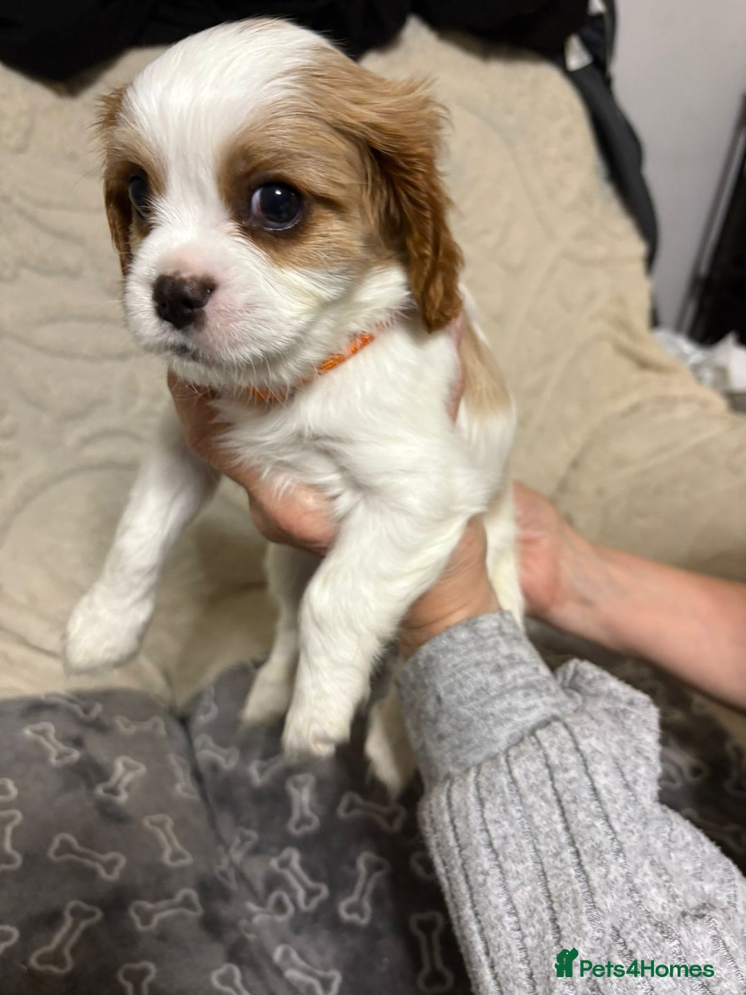 Cavalier King Charles Spaniel dogs for sale: Beautiful Blenheim King Charles spaniel pups    - Advert 16