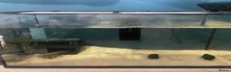 Axolotl reptiles for sale: Female axolotl for sale - Advert 2