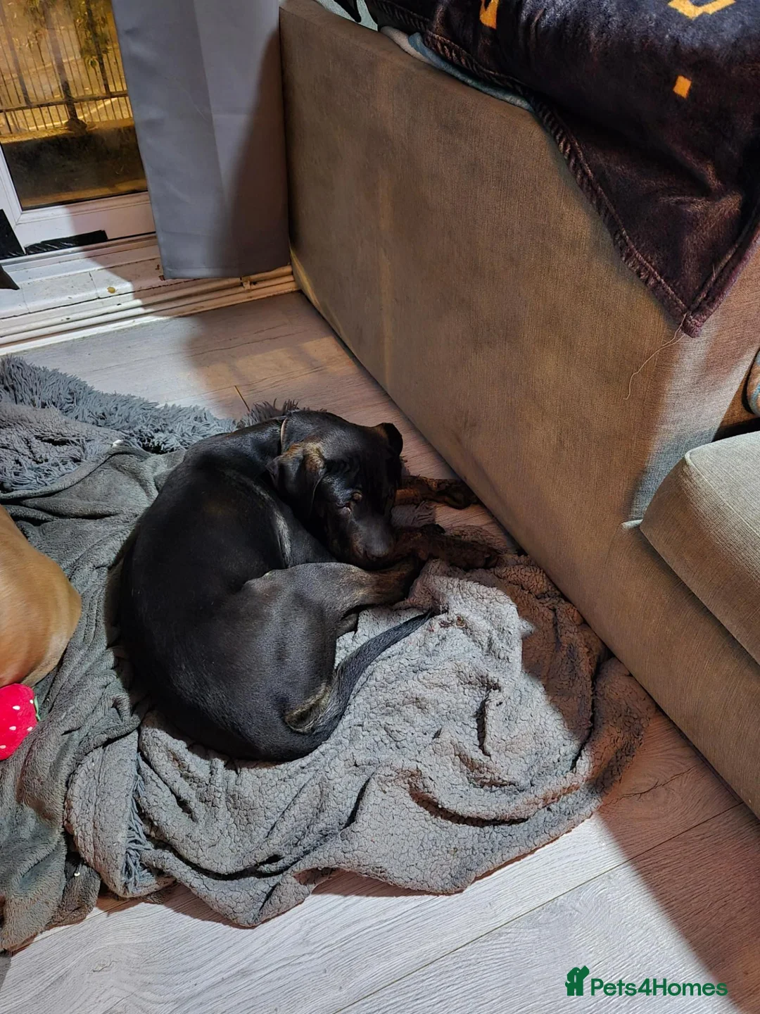 Bandog dogs for sale: Nala  in London - Advert 3