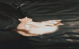 Mixed Breed cats for sale: 🐾 Adorable, persian crossed Kittens for Sale 🐾 - Image 1