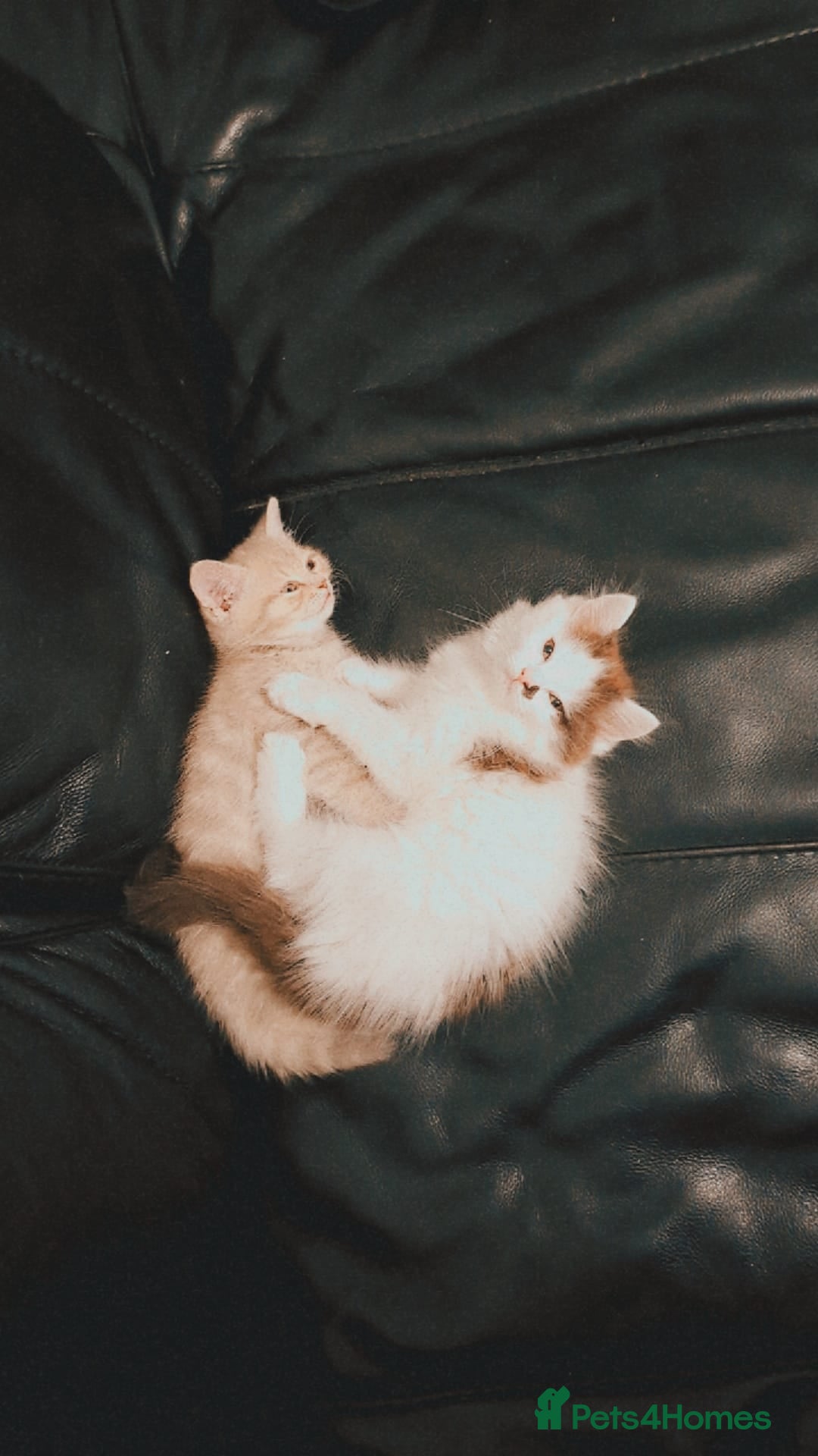 Mixed Breed cats for sale: 🐾 Adorable, persian crossed Kittens for Sale 🐾 - Image 1