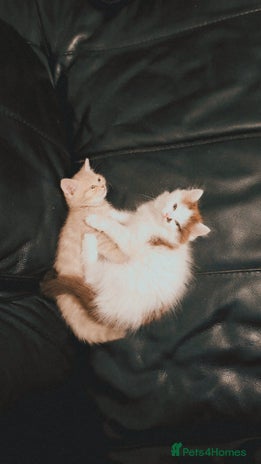 Mixed Breed cats - Advert 7