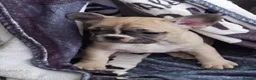 French Bulldog dogs for sale: STUNNING FRENCH BULL DOG PUPS READY NOW - Advert 33