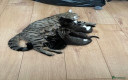 American Shorthair cats for sale: Ready to leave 2 boy kittens left  in Ilford - Image 19