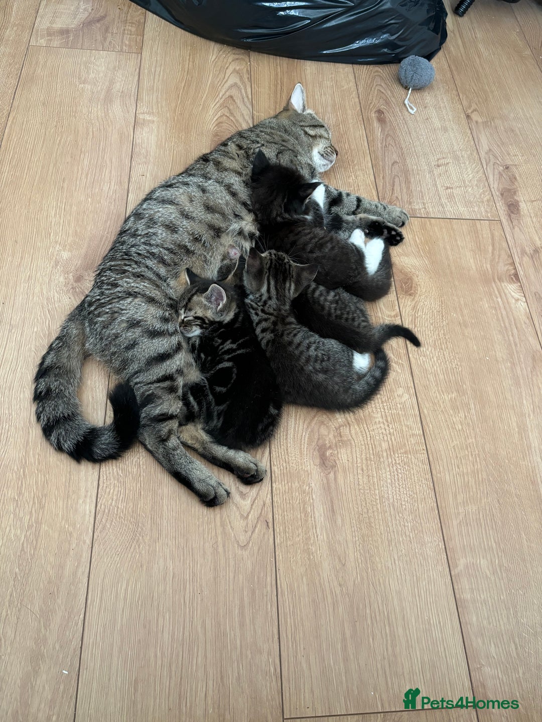 American Shorthair cats for sale: Ready to leave 2 boy kittens left  in Ilford - Image 19