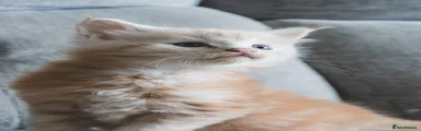 Maine Coon 2