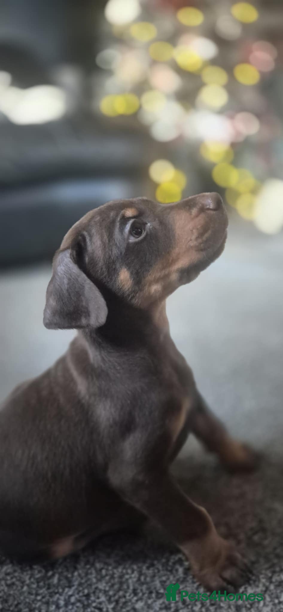 Dobermann dogs 🐾 Doberman Puppies for Sale – Ready 7th January  - Advert 2