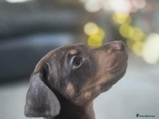 Dobermann dogs 🐾 Doberman Puppies for Sale – Ready 7th January - Advert 18