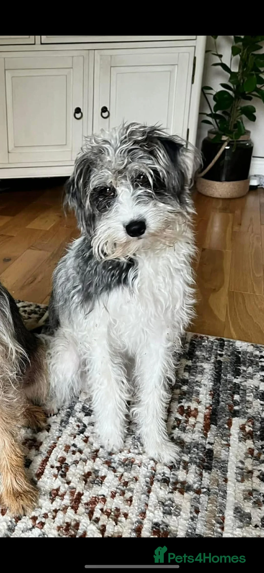 Jackapoo dogs for sale: 4th Gen merle jackapoo puppies (much wenlock)  - Advert 2