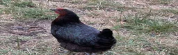 Chickens poultry for sale: Point of lay and and peekin chicks  - Advert 7