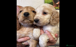 Cocker Spaniel dogs for sale: SHOW TYPE COCKER SPANIEL PUPS - Image 1