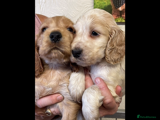 Cocker Spaniel dogs JUST 2 GIRLS NOW AVAILABLE SHOW COCKERS - Advert 11