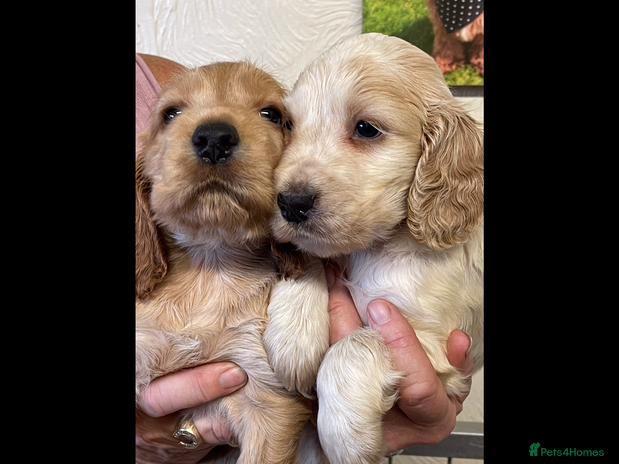 Cocker Spaniel dogs - Advert 3