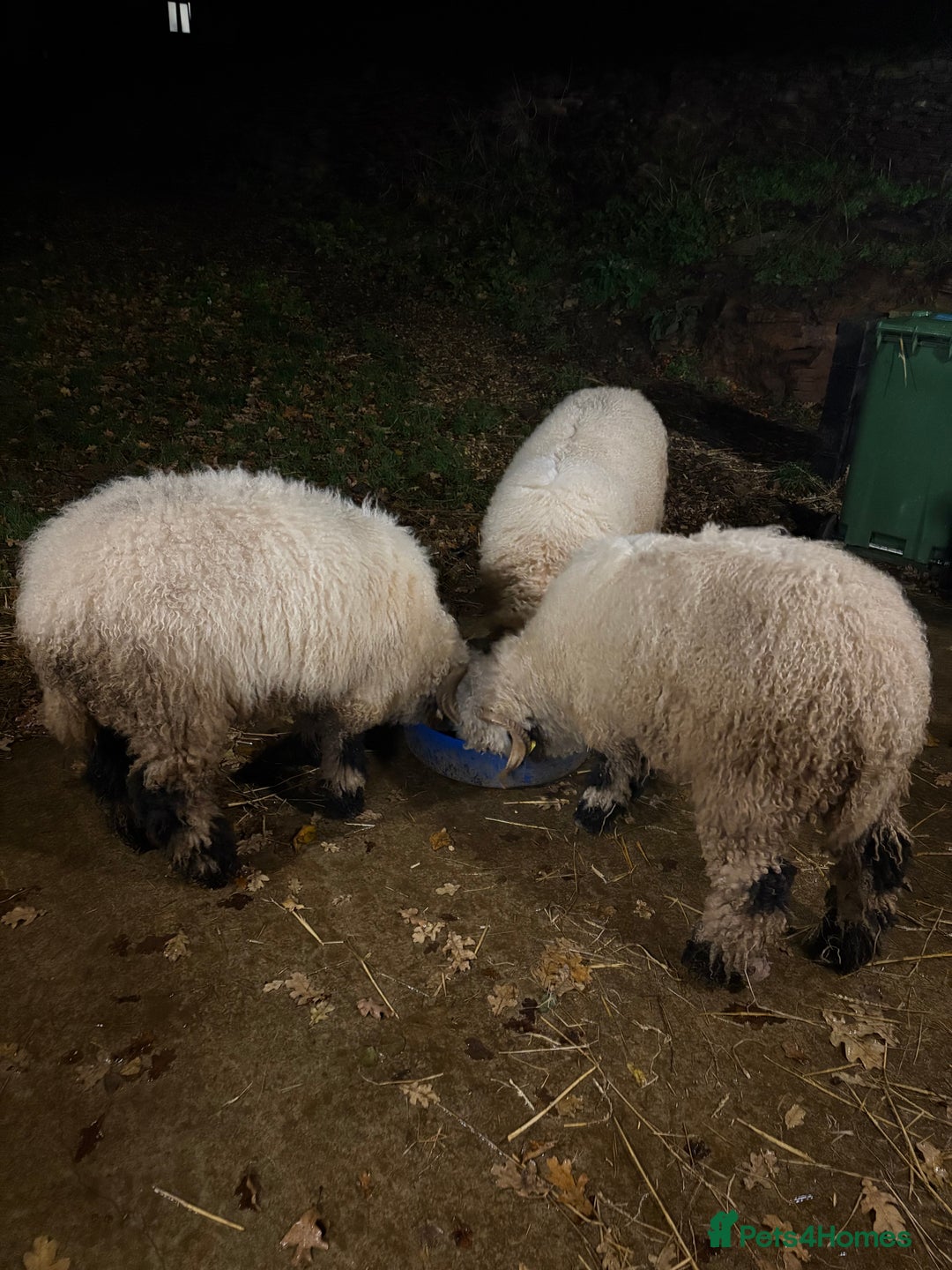 Sheep livestock for sale: Black valais sheep  - Advert 4