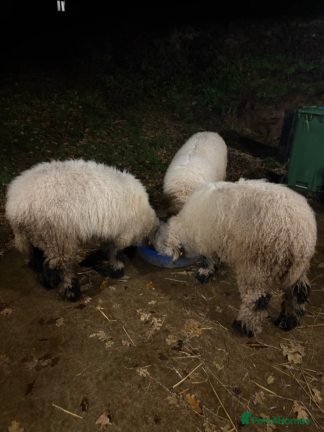 Sheep livestock for sale: Black valais sheep x3 - Advert 4
