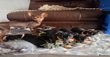 Miniature Pinscher dogs KC Registered 6 Pure Miniature Pinscher litter - Advert 16