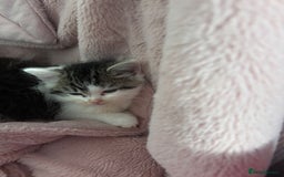 British Shorthair cats for sale: Adorable Kittens Looking for a Loving Home - Image 6
