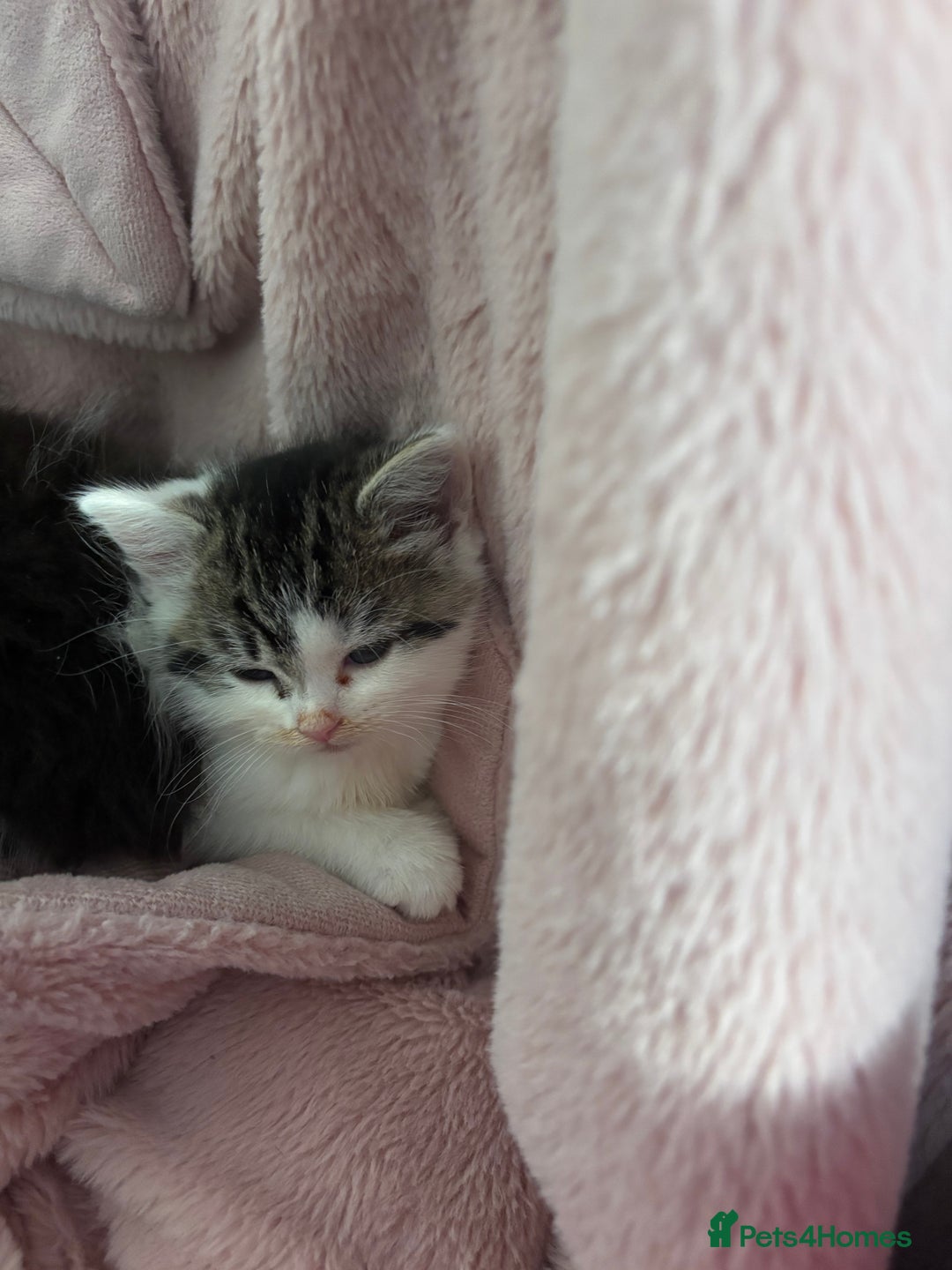 British Shorthair cats for sale: Adorable Kittens Looking for a Loving Home - Image 6