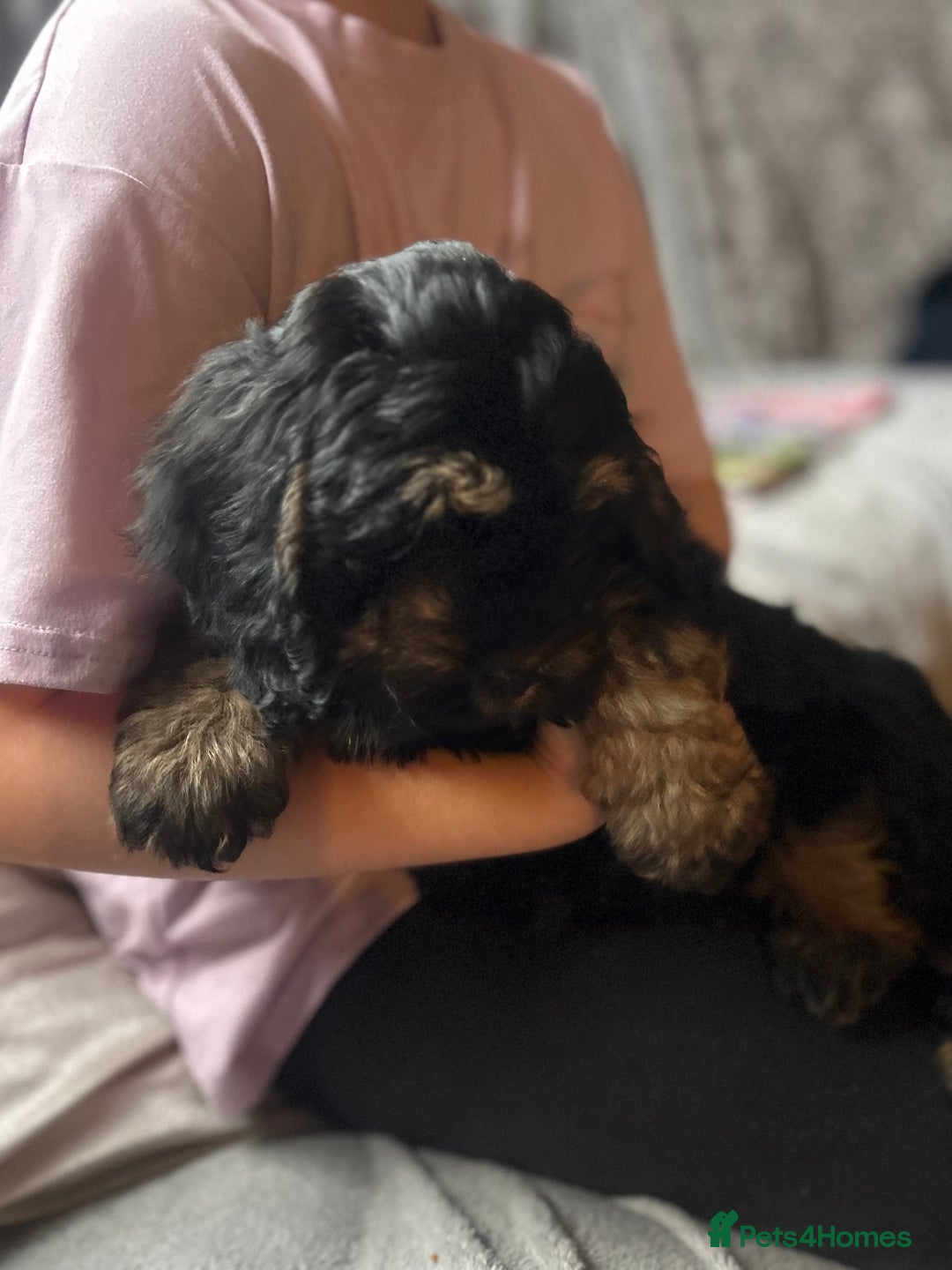 Cockapoo dogs for sale: Cockapoo Puppies - Image 4