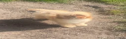 Cavapoo dogs for sale: Cavapoo puppies - Advert 6