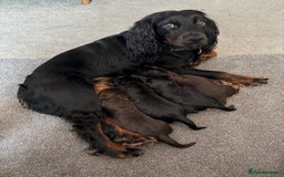 Cocker Spaniel dogs for sale: 3 Adorable kc reg cocker spaniel puppies  - Image 11