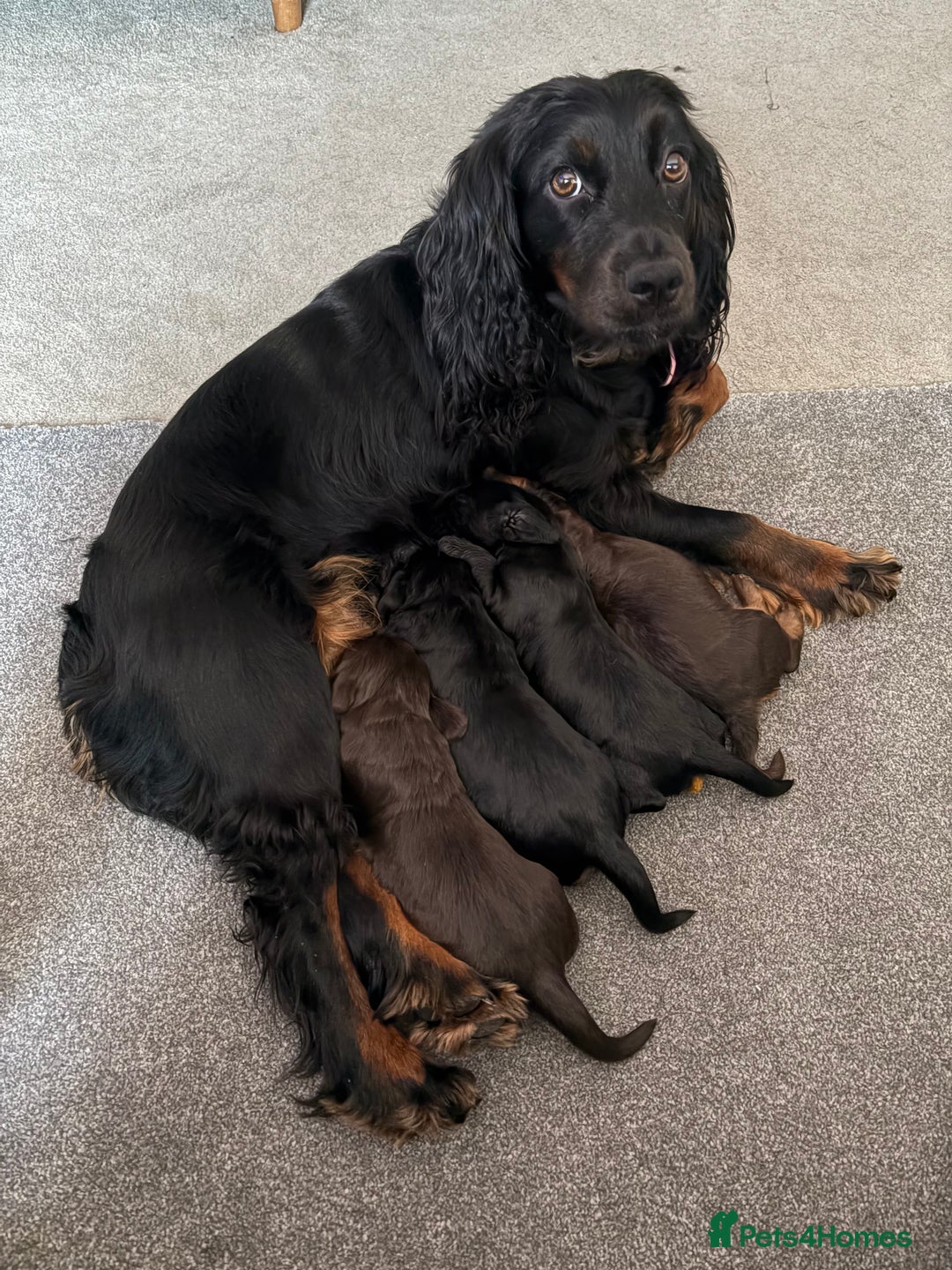 Cocker Spaniel dogs for sale: 3 Adorable kc reg cocker spaniel puppies  - Image 11