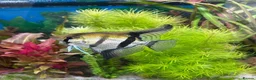 Angelfish fish for sale: 4 Peruvian Altum Angelfish - 2 breeding pairs - Advert 4
